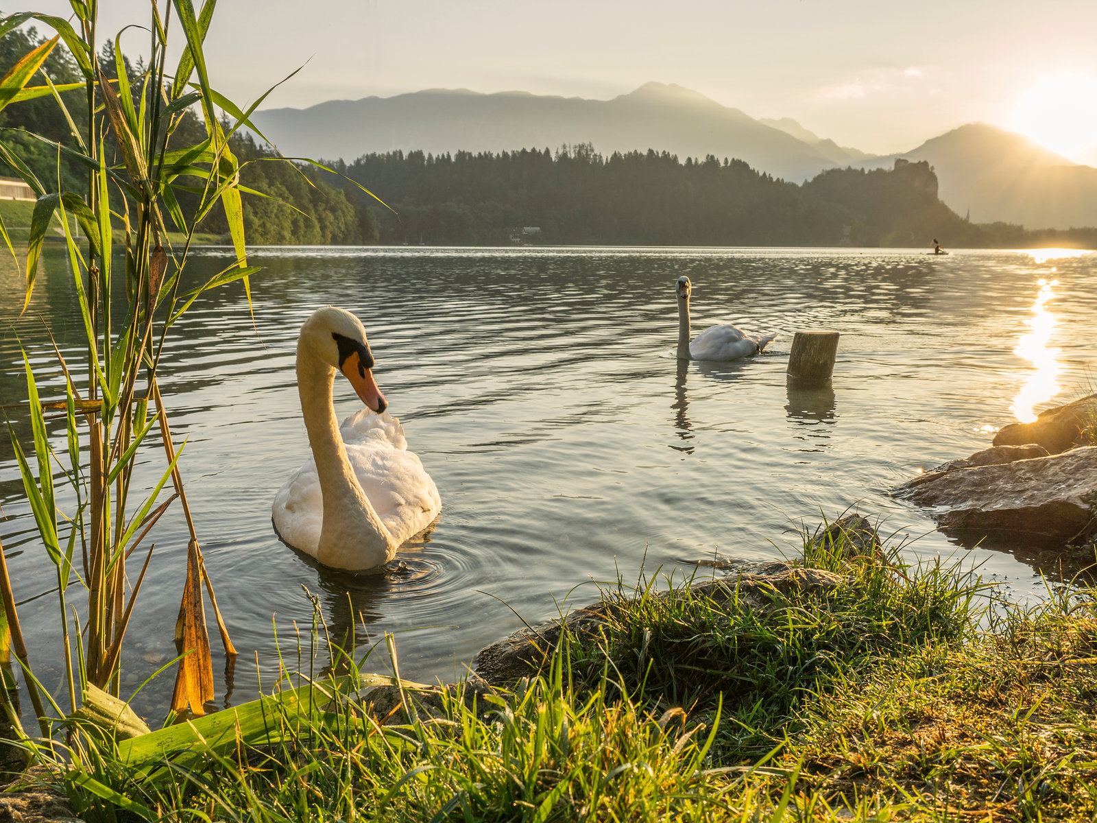 A swan on a calm lake at sunrise, with reeds in the foreground and soft hills behind
